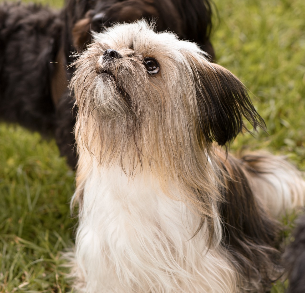 How to Identify and Understand Mixed Breed Dogs